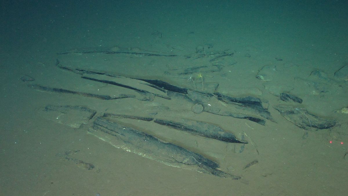 Scientists discover 5 million-year-old whale graveyard stretching for hundreds of miles in the Indian Ocean