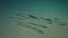 Deep sea images show whale skeletons on the seafloor