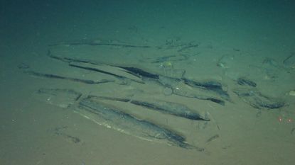 Deep sea images show whale skeletons on the seafloor