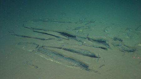 Deep sea images show whale skeletons on the seafloor