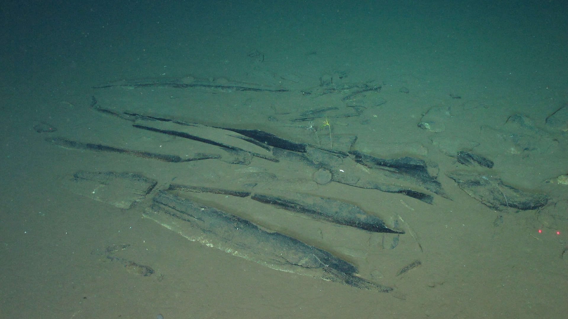 Deep sea images show whale skeletons on the seafloor