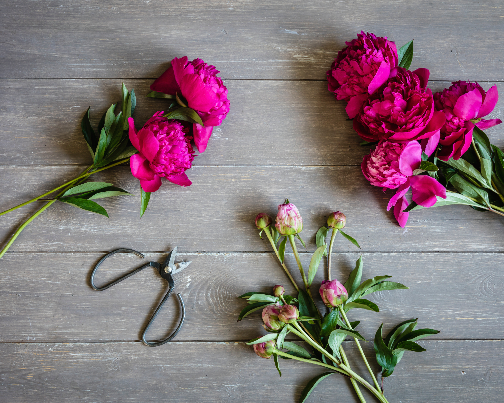 dark pink kansas peonies with scissors on table