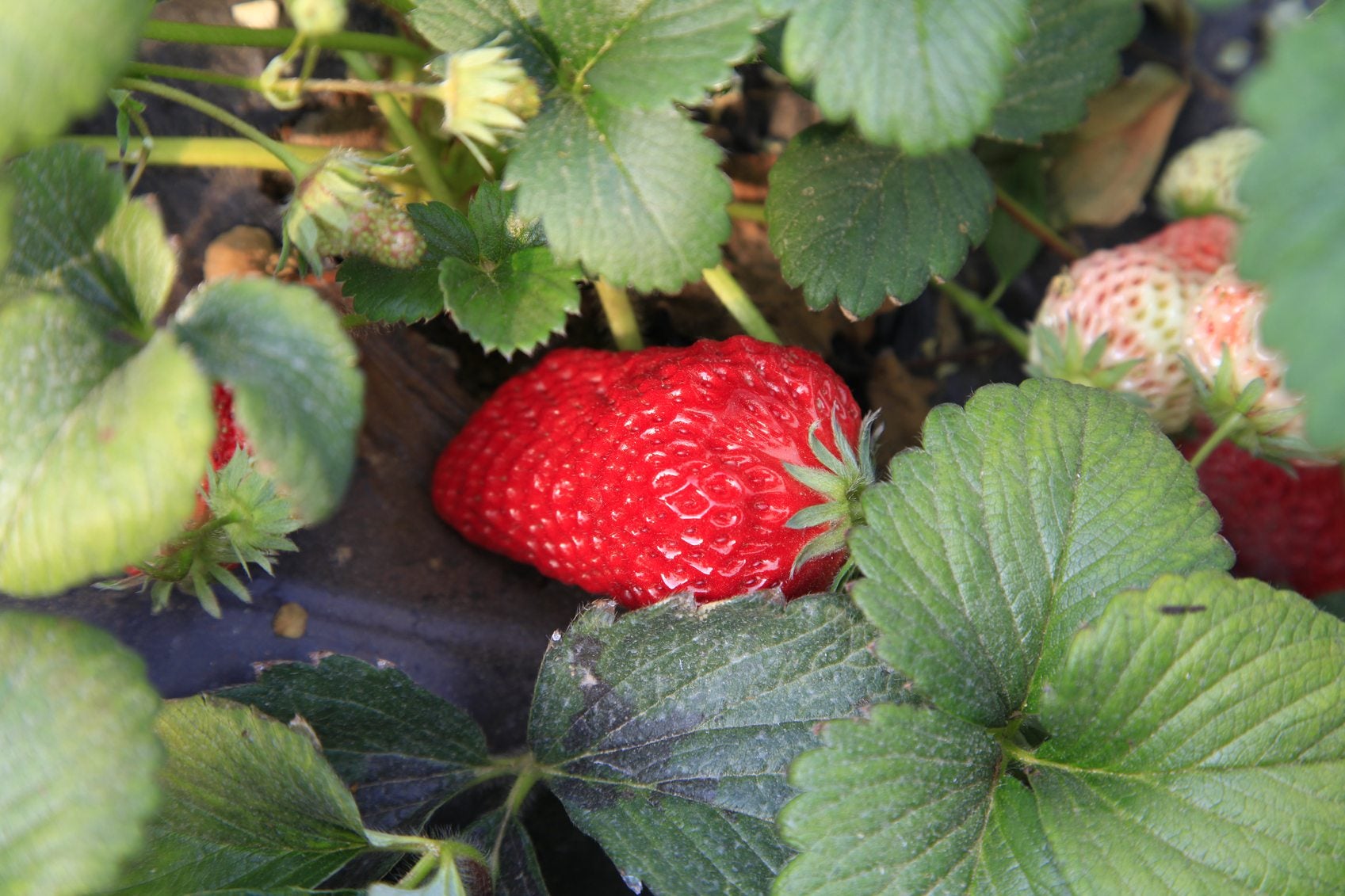 STRAWBERRIES GROWN FRESH PRODUCE FRUIT VEGETABLES PER POUND