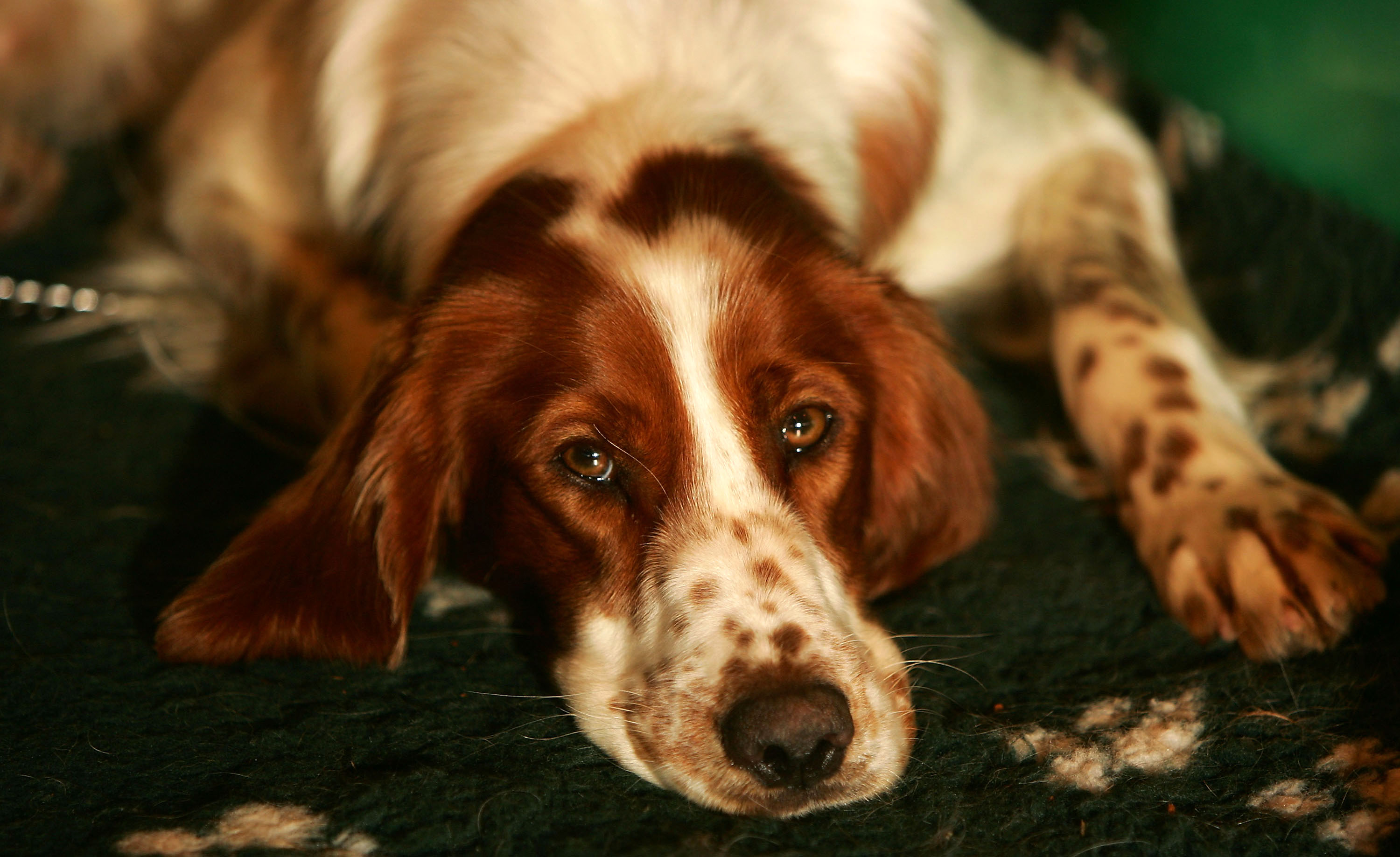 An Irish Red and White Setter lying down and resting after competing at Crufts 2005, with its head on its paws and eyes looking softly toward the camera.