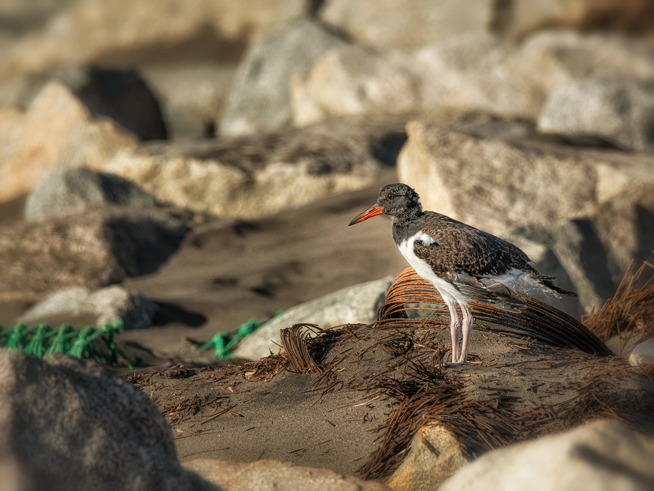 Oystercatcher bird with black and white feathers and orange beak standing on sandy beach among rocks and debris