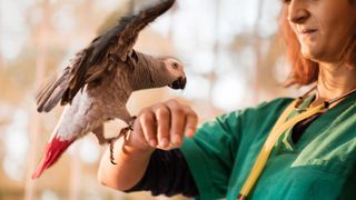 Bird landing on woman's hand