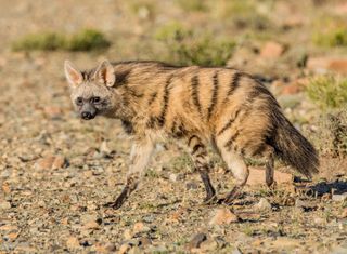 An aardwolf comes out at sunset to forage.