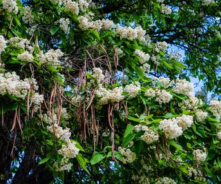 Northern catalpa with white flowers and seed pods