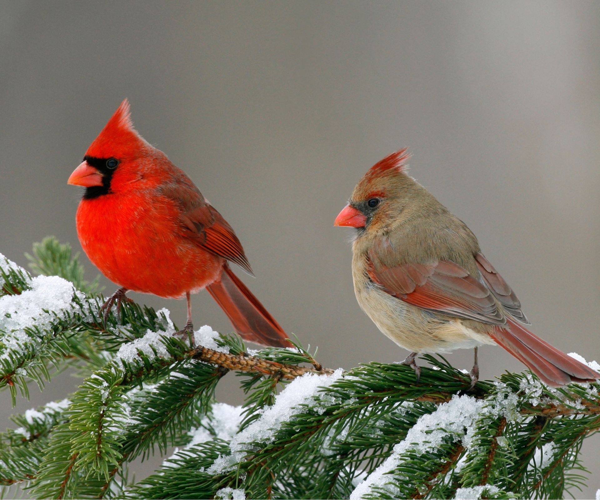 Northern cardinals on snowy tree branch