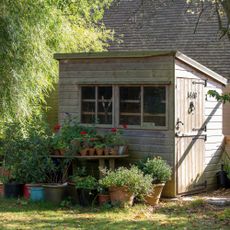 Plants in terracotta pots outside wooden shed in garden