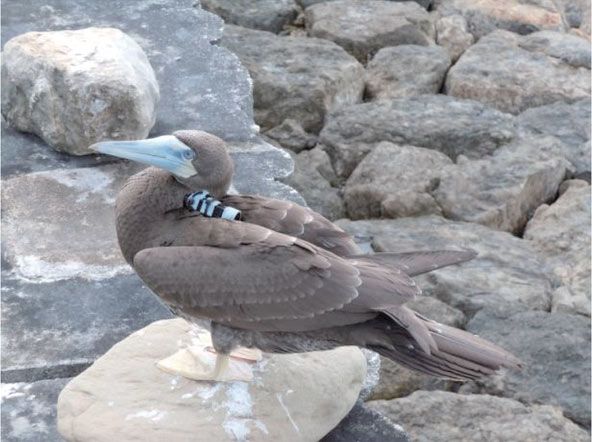 juvenile brown booby bird