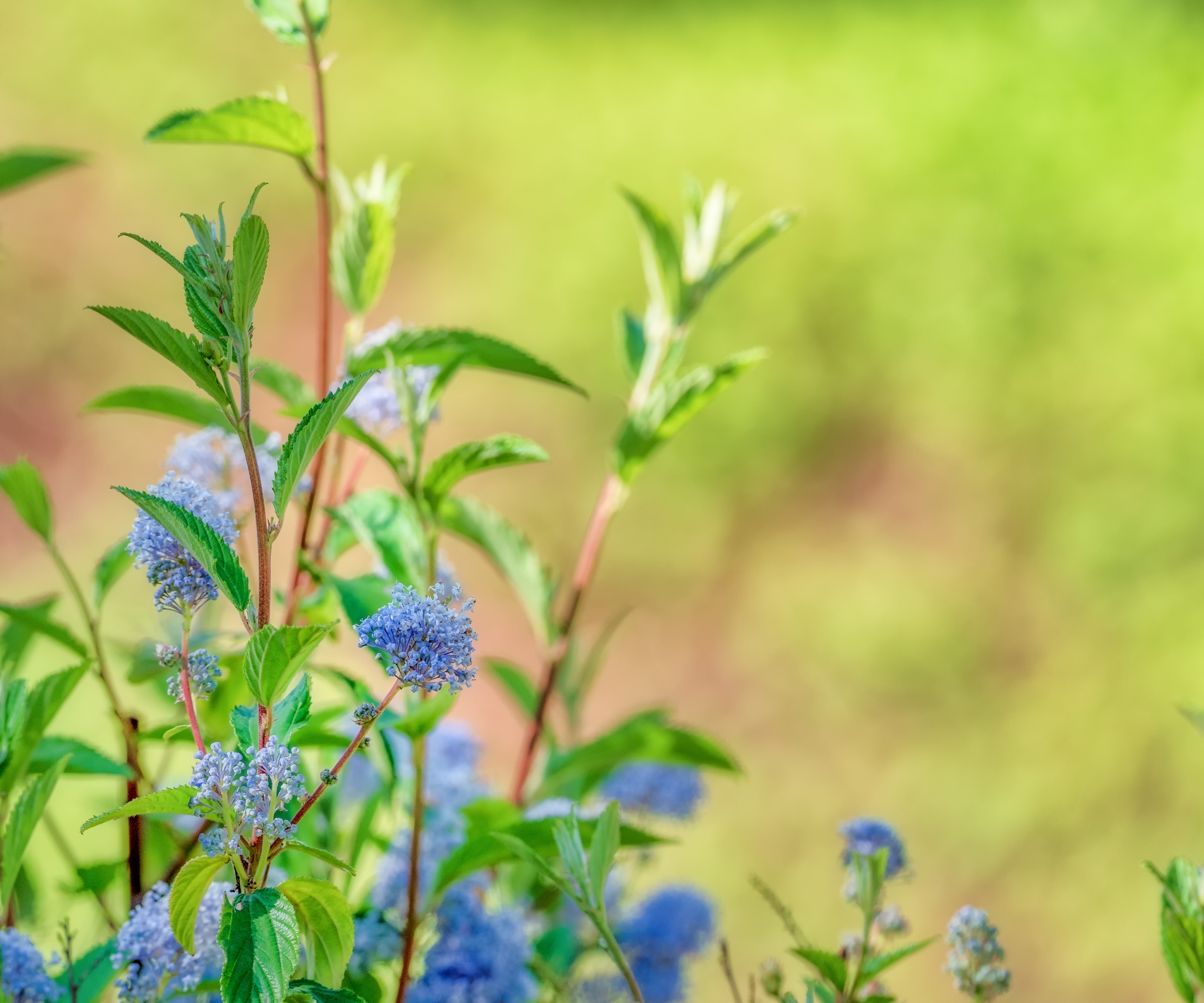 new Jersey tea Ceanothus americanus