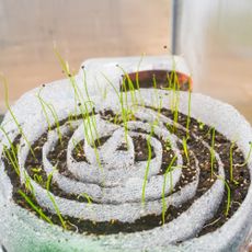 seed snail with sprouts