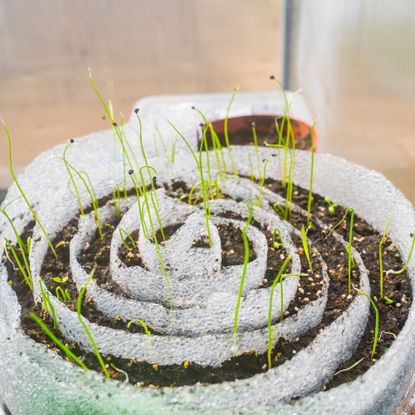 seed snail with sprouts