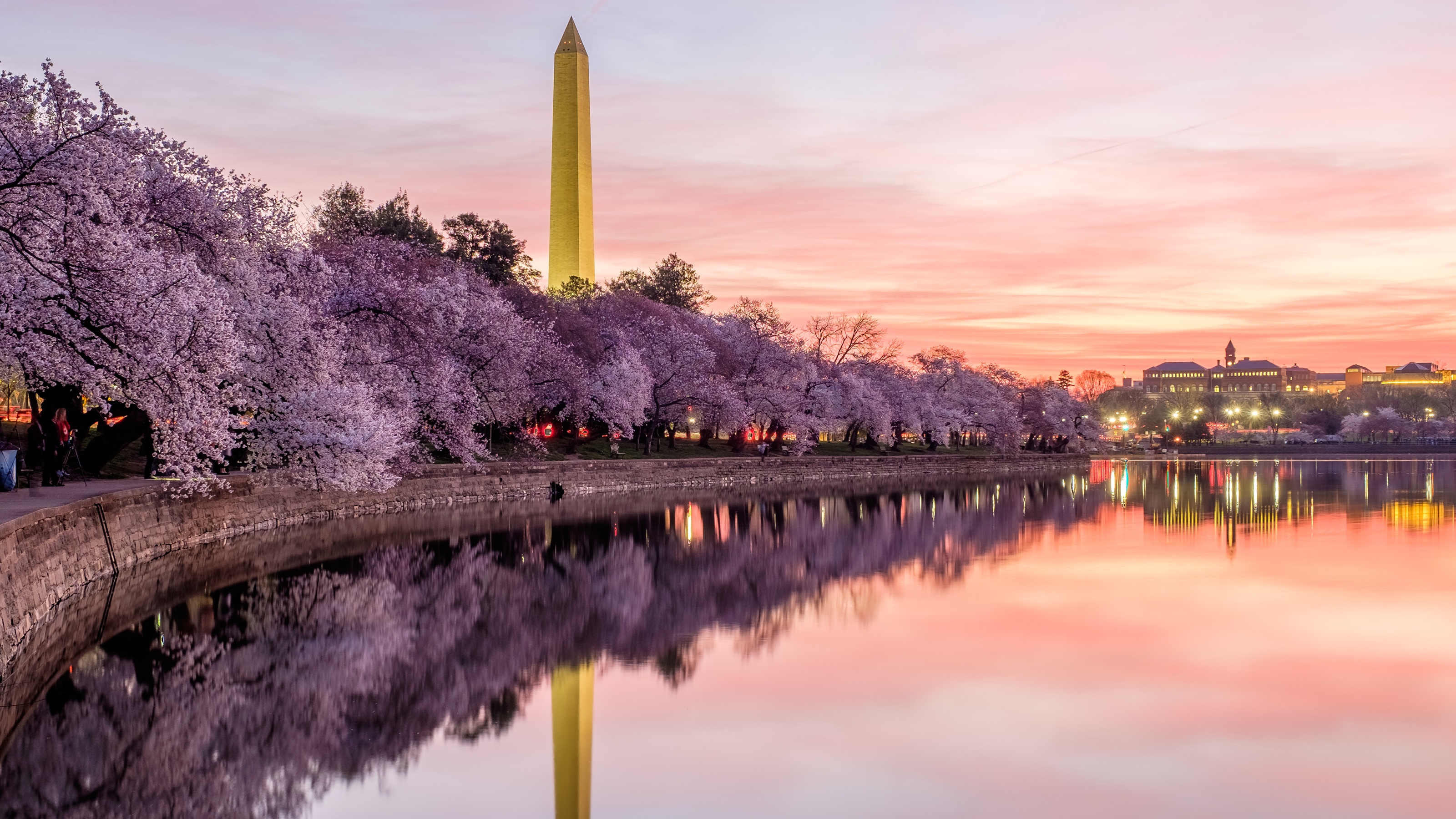 Cherry blossoms in full bloom around the Tidal Basin in Washington, D.C.