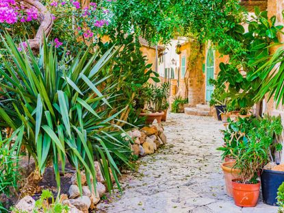 How To Create A Mediterranean Garden | Gardening Know How