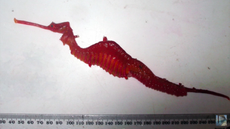 ruby-seadragon