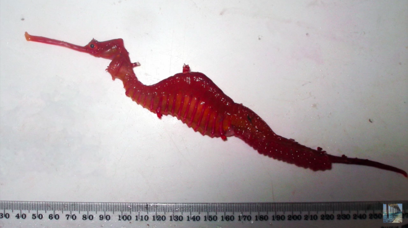 ruby-seadragon