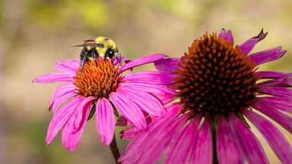 Bee on a purple coneflower in fall