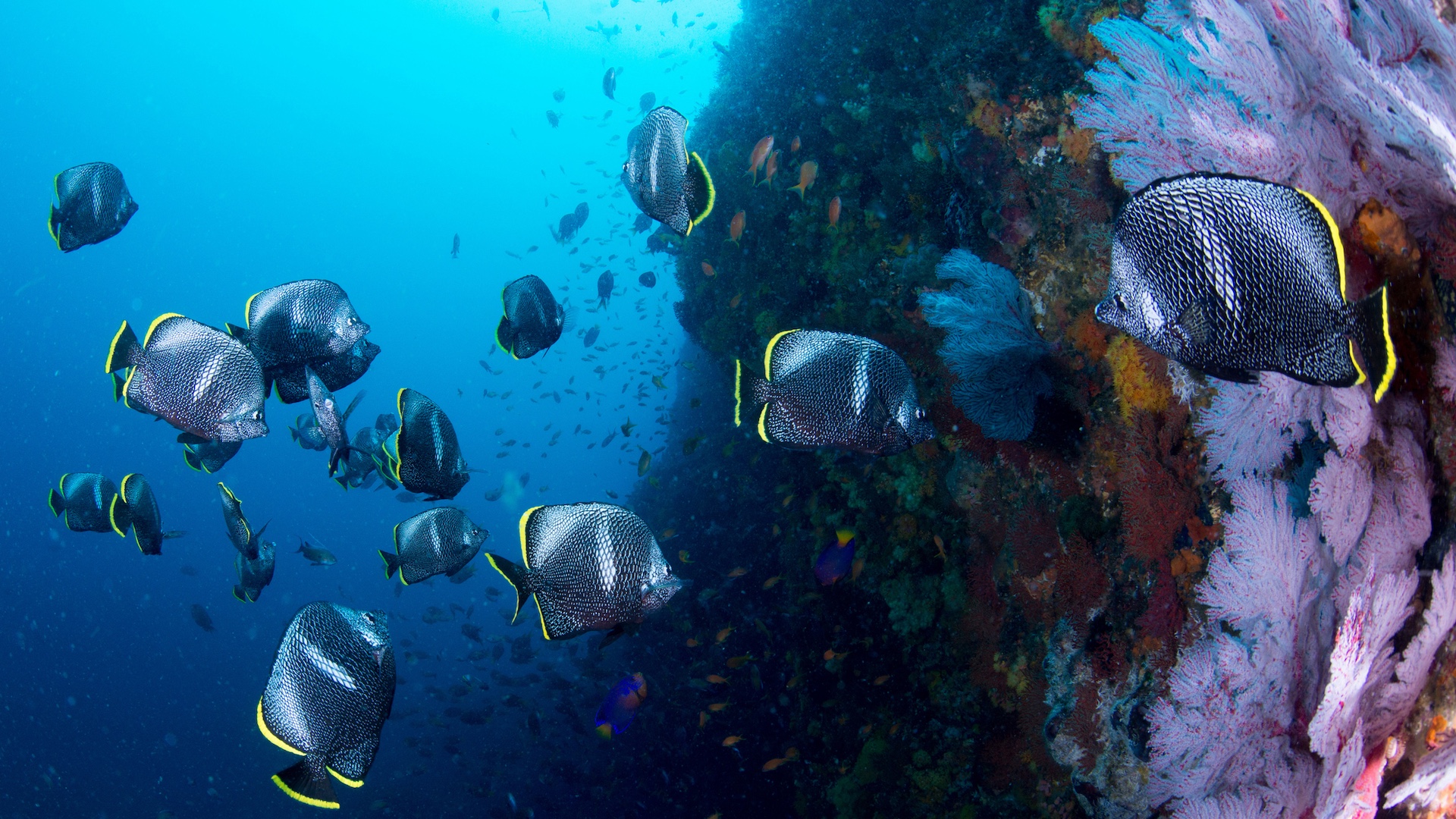 Wrought iron butterflyfish