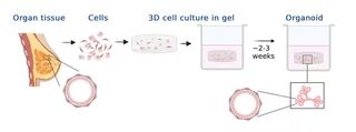 An infographic showing how organoids are made. Cells are first isolated from the organ tissue, then made into a 3D cell culture in gel. After a few weeks, these cell cultures will grow into organoids.