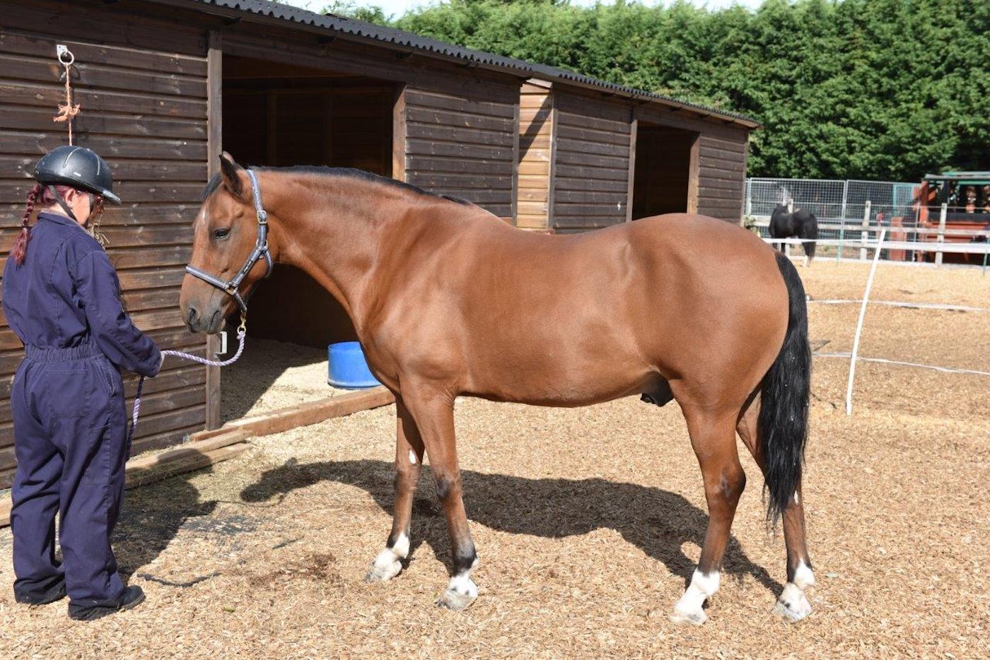 obese horse rescued