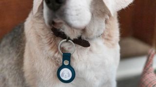 A GPS tracker on a dog