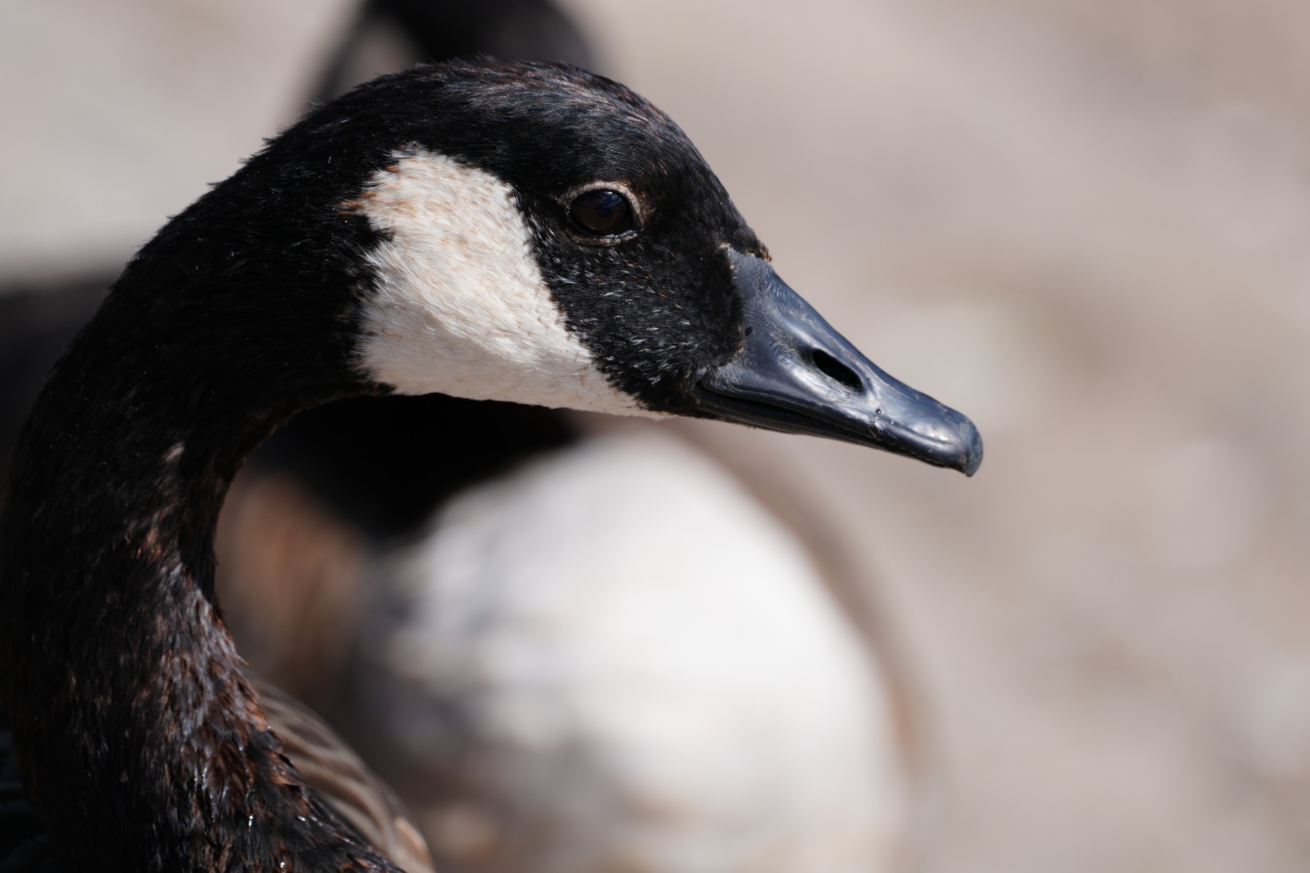 Sony FE 600mm f/6.3 GM OSS sample image