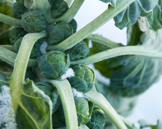 brussels sprouts in winter