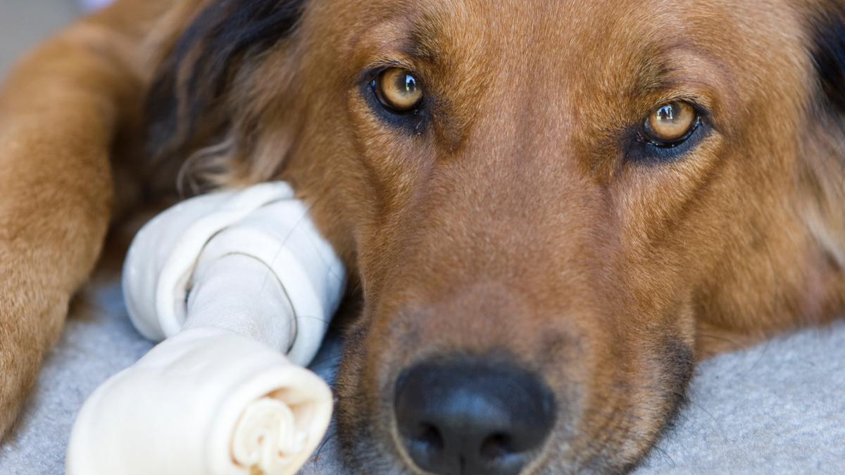 Dog sick from rawhide sale