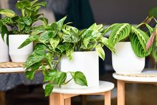 Three houseplants in white pots on wooden stools