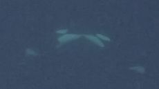 orcas kissing