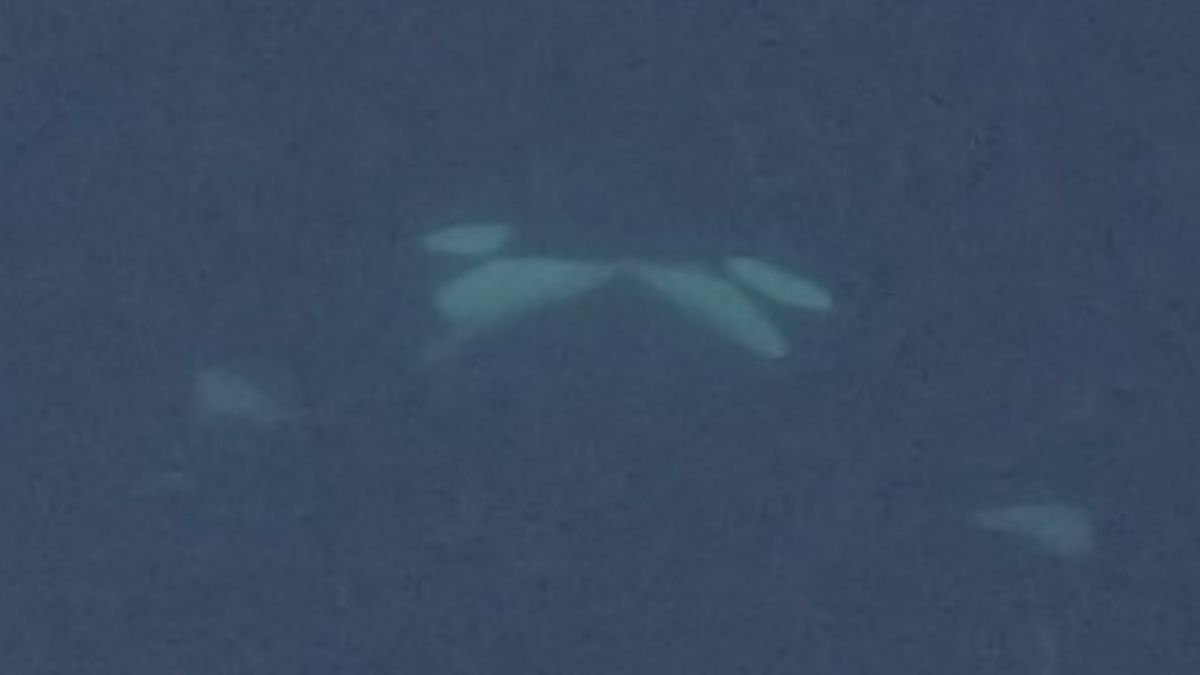 orcas kissing