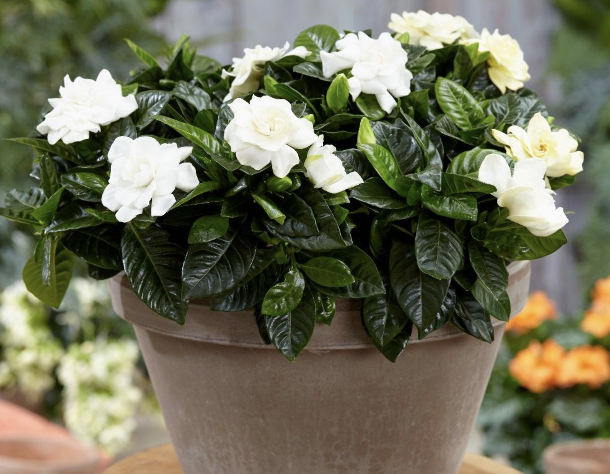 Fragrant indoor plants the best smelling plants for your home Real Homes