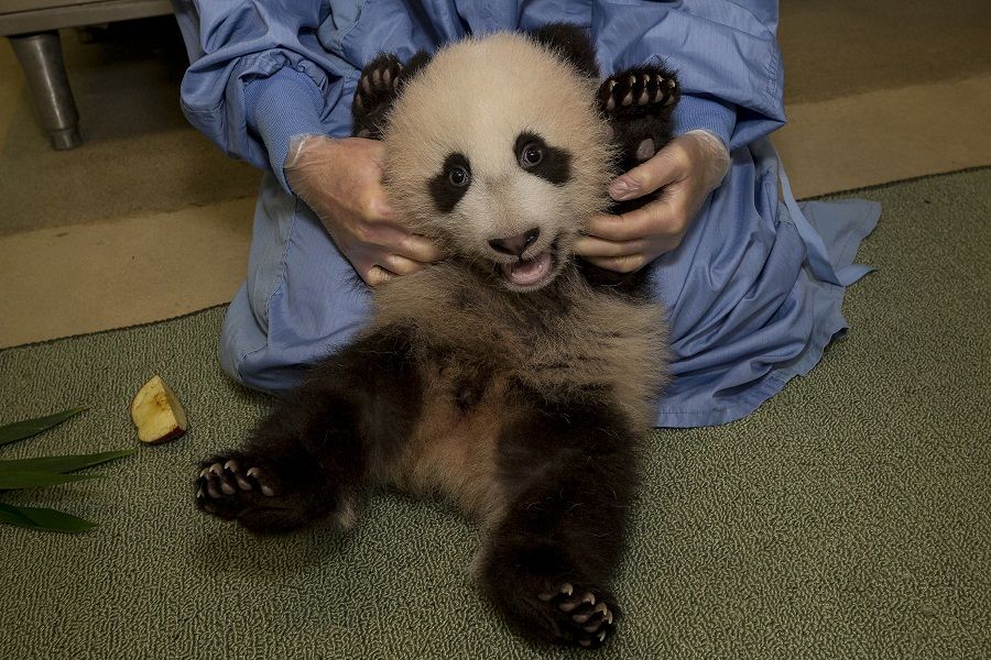 Baby Panda Pics: See a Cub Growing Up | Live Science