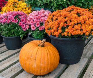 Chrysanthemums and a pumpkin create a Halloween display