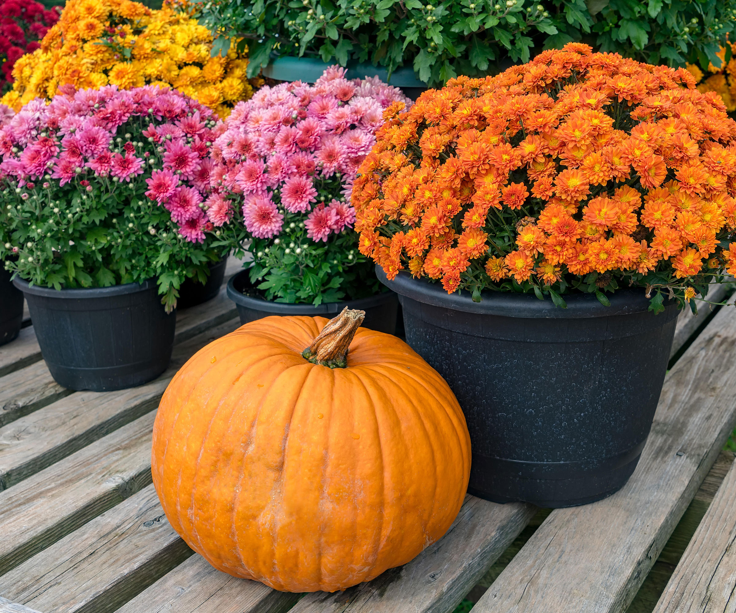 How to grow chrysanthemums: expert advice | Homes & Gardens