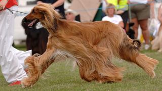 Afghan hound trotting at dog show