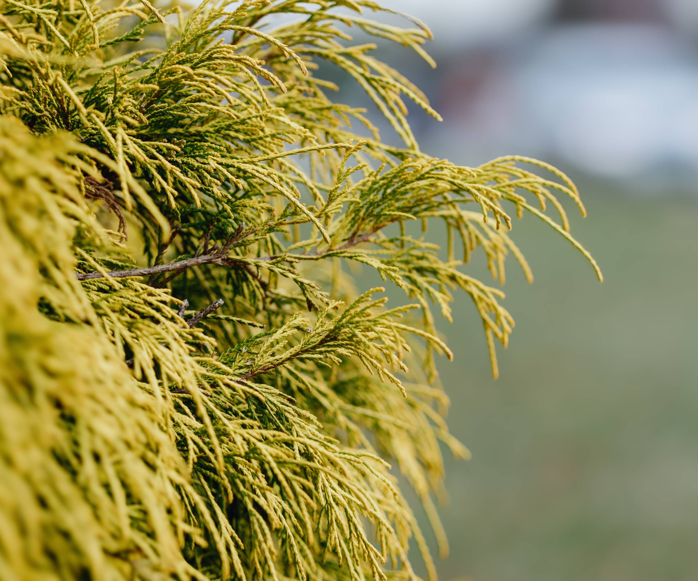 Golden mop false cypress branches