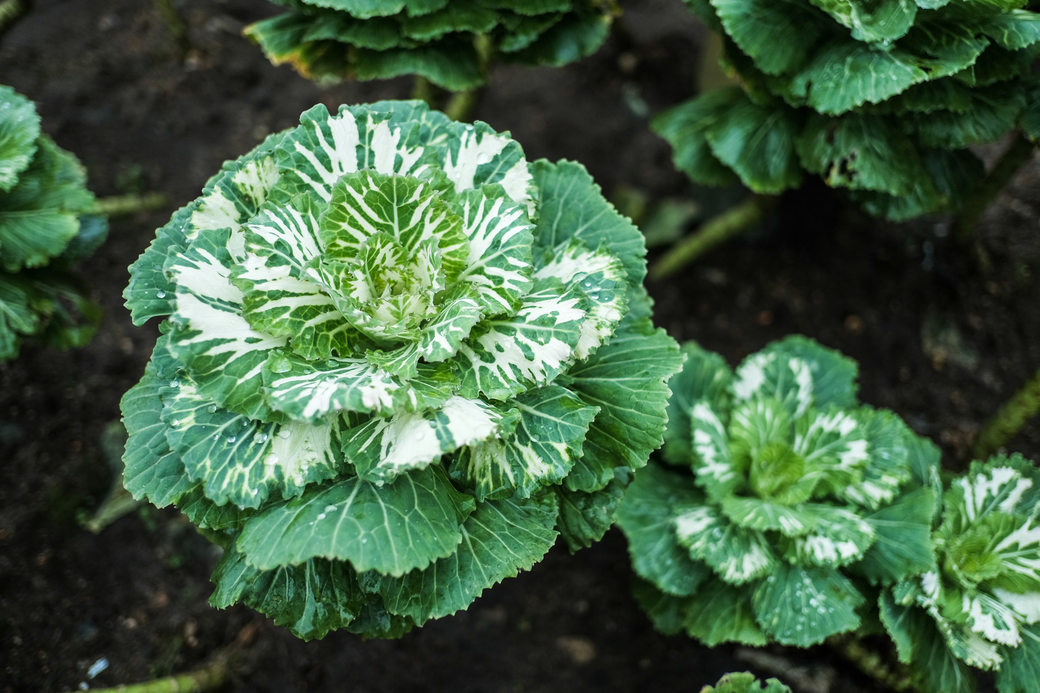 Kale variety growing in partial shade garden