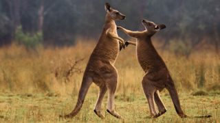 Two kangaroos fighting in Apple TV Plus docuseries The Secret Lives of Animals