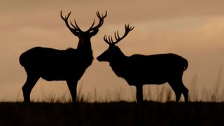 Red deer in Cheshire, England