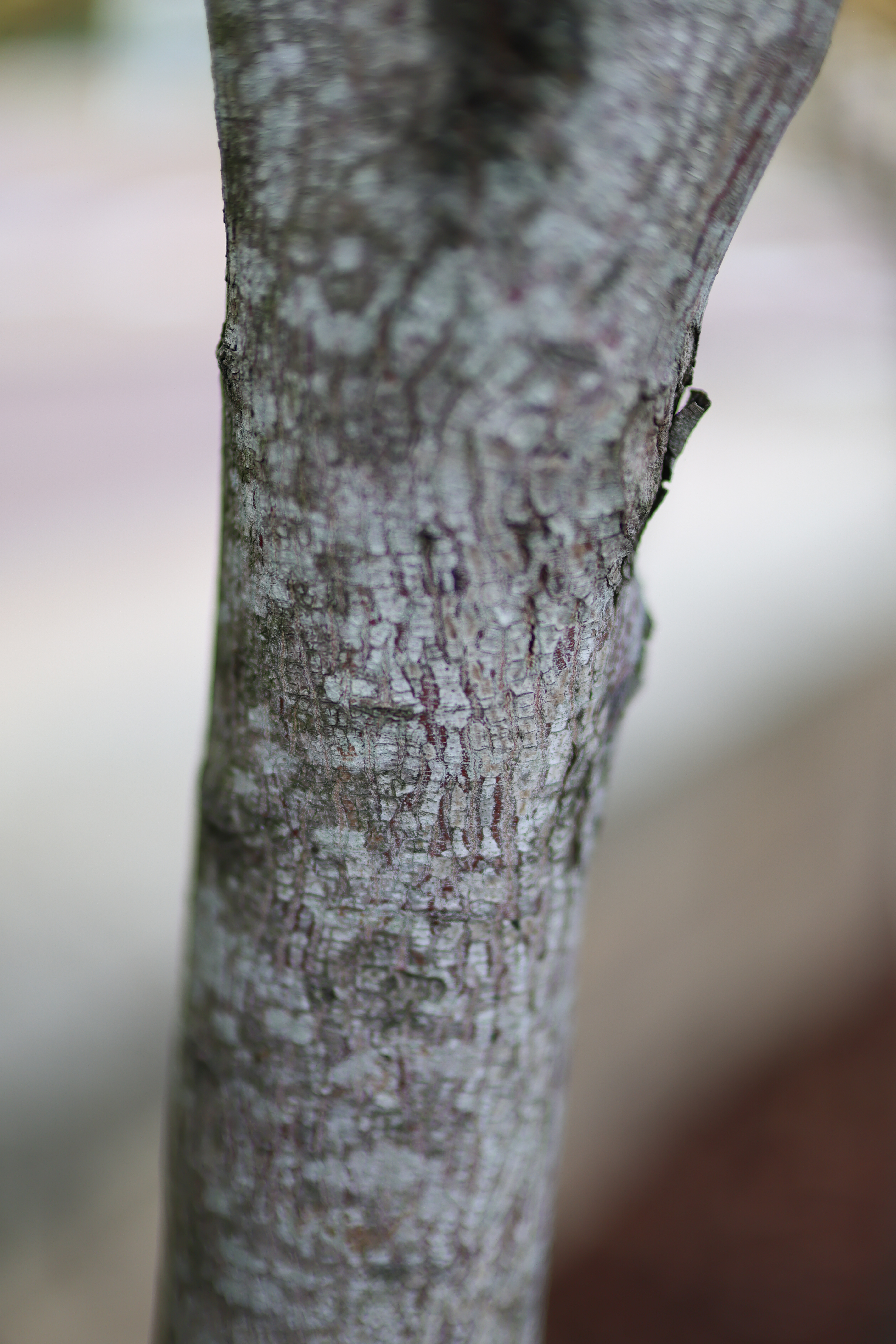 Sample image taken on the Canon RF 45mm f/1.2 STM
