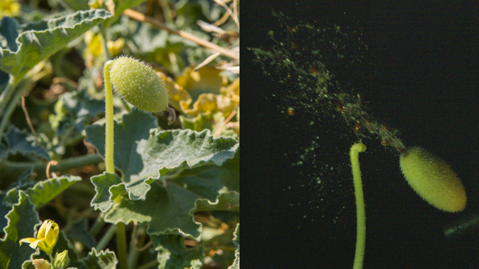 Squirting cucumbers thicken and stiffen to eject seeds with 'remarkable speed and precision,' study finds