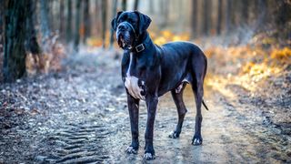 Great Dane facts: Great Dane standing outside on gravel track in forest