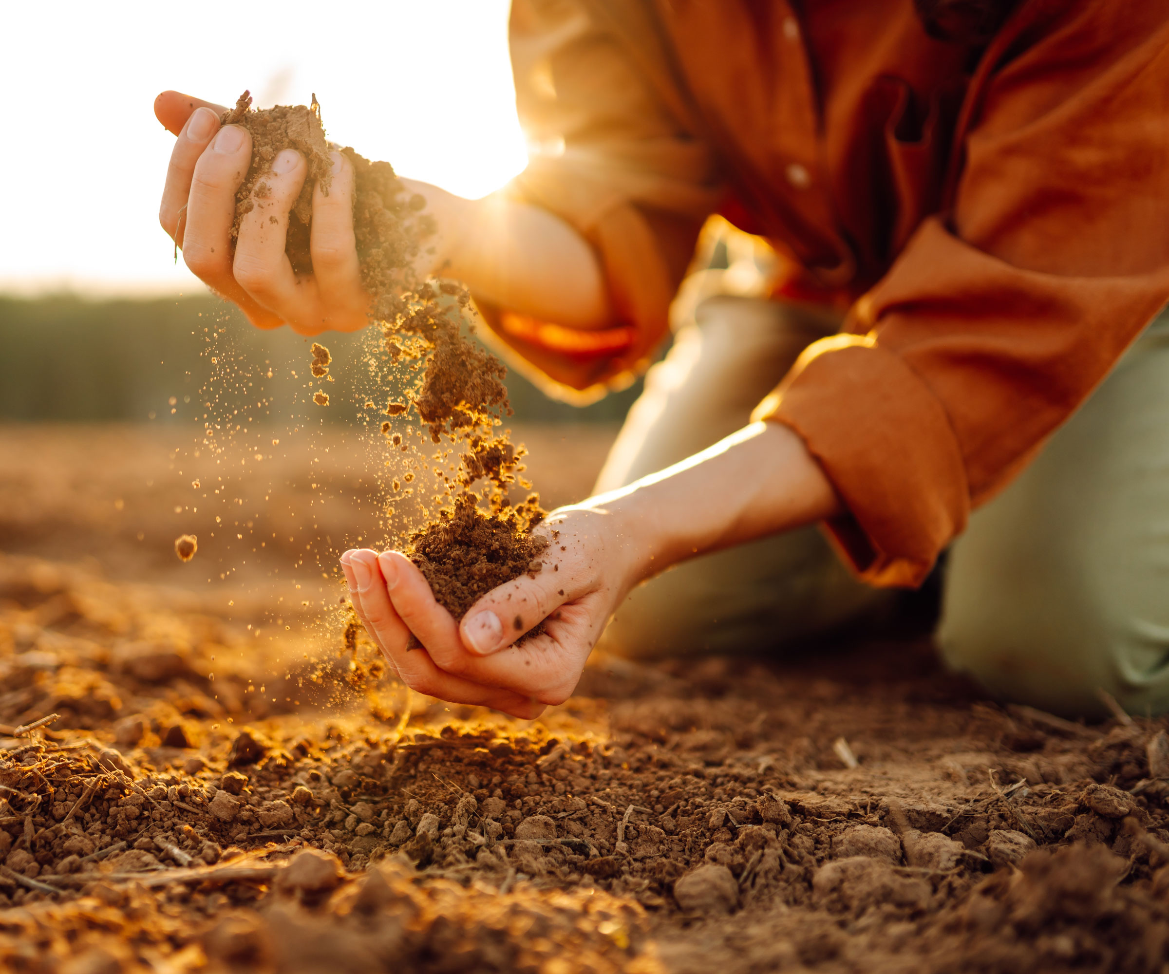 hands holding soil in back yard in sunshine