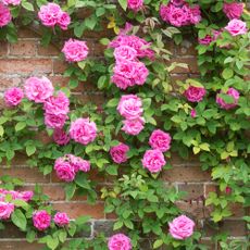 Rosa-Zephirine-Drouhin–pink-Thornless-Rose-climbing-over-a-wall-at-Waterperry-gardens