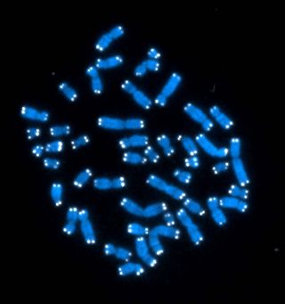Stress can affect the length of telomeres (white specks at the tips of the chromosomes, shown in blue).