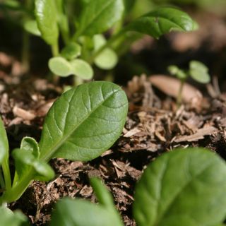 Pak choi plant growing in ground