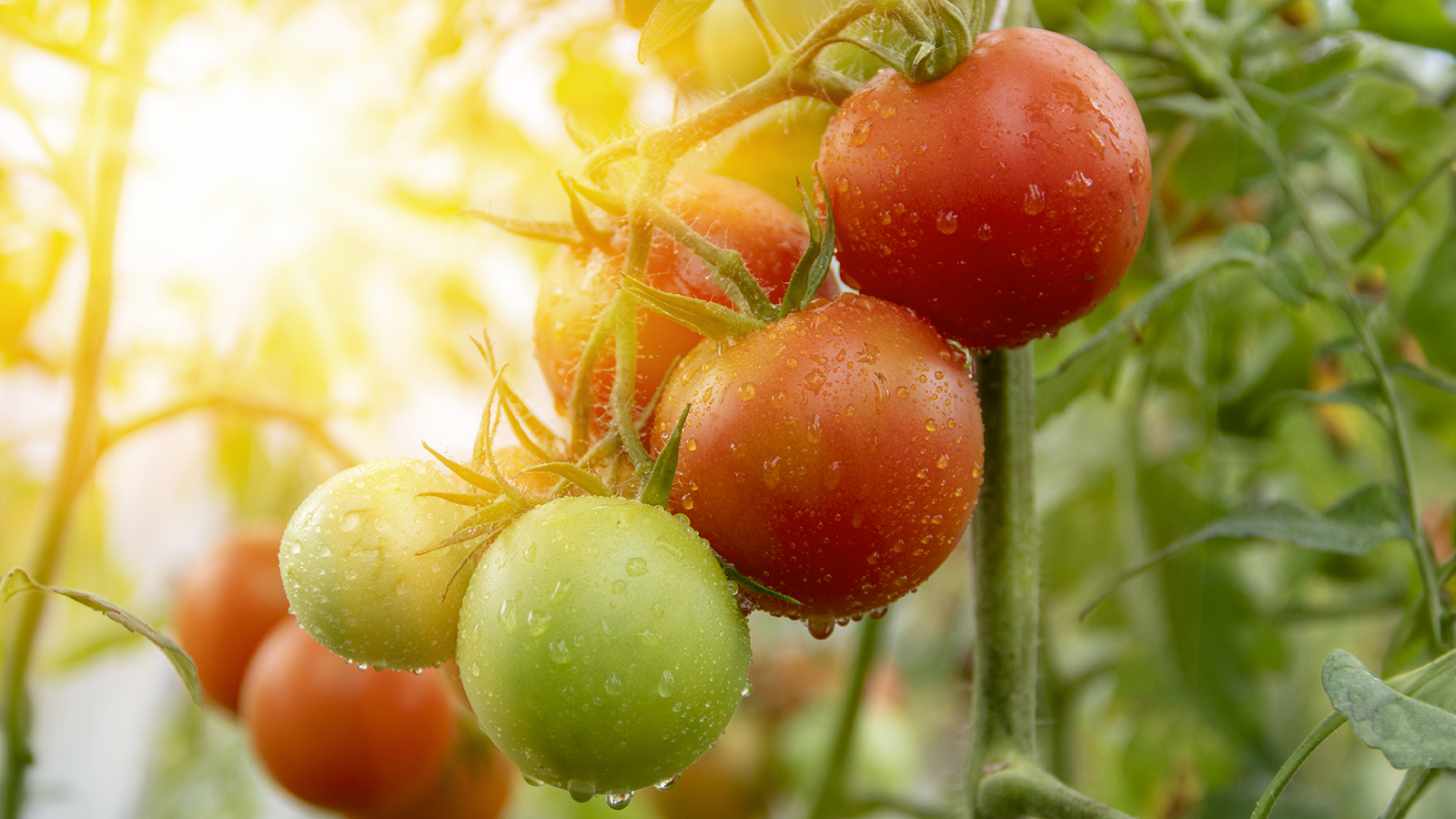 Tomatoes growing in the sun